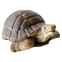 Schildkröte